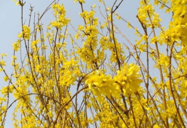 金钟花