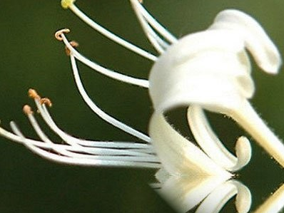 金银花子