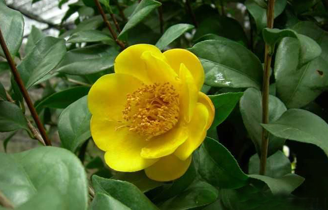 金花茶花