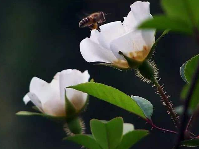 金樱花