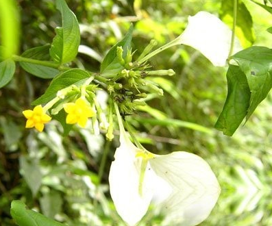 金花蚤草