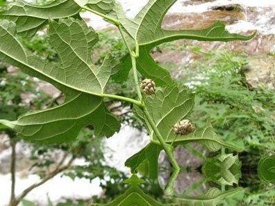 鸡桑根图片