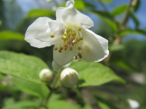 堇叶山梅花