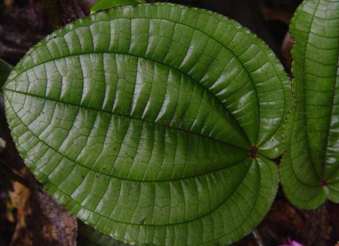 锦香草