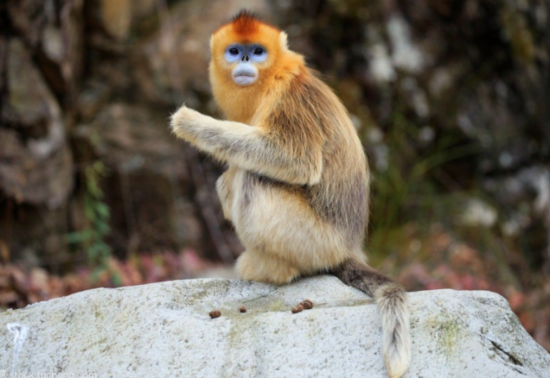 金丝猴