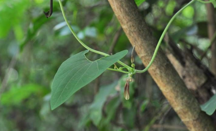 特異來源於生產中藥材基源:為馬兜鈴科植物大葉馬兜鈴的地下莖及根.