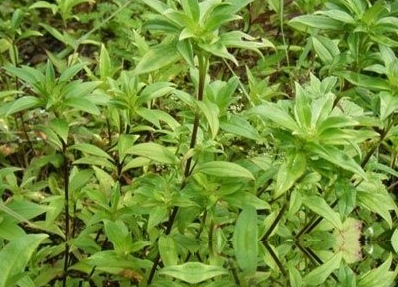 金龙胆草
