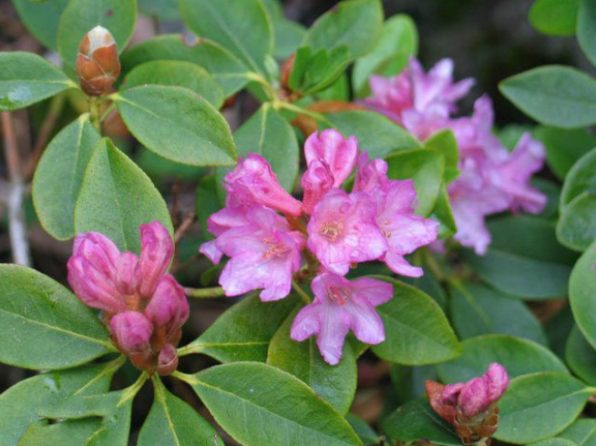 马银花