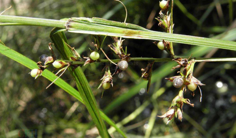毛果珍珠茅