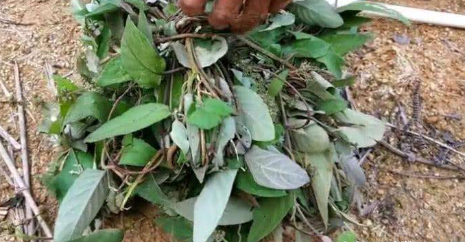 毛叶黄药