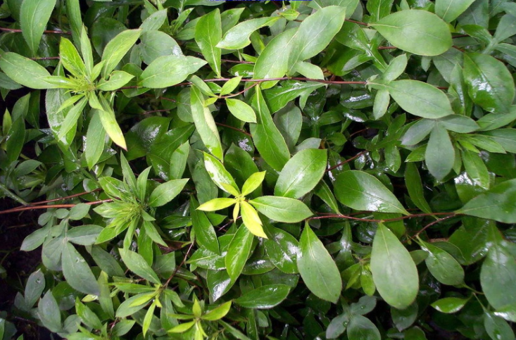 茅苍术