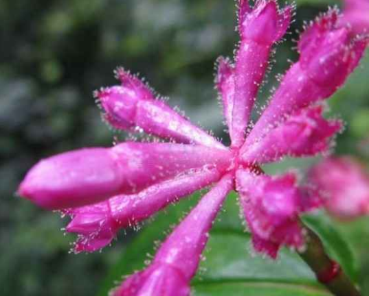 毛柄锦香草