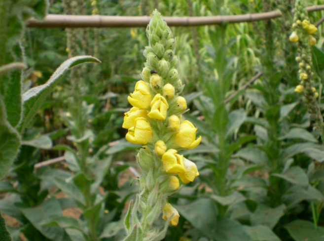 毛蕊花