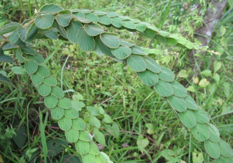 毛排钱草