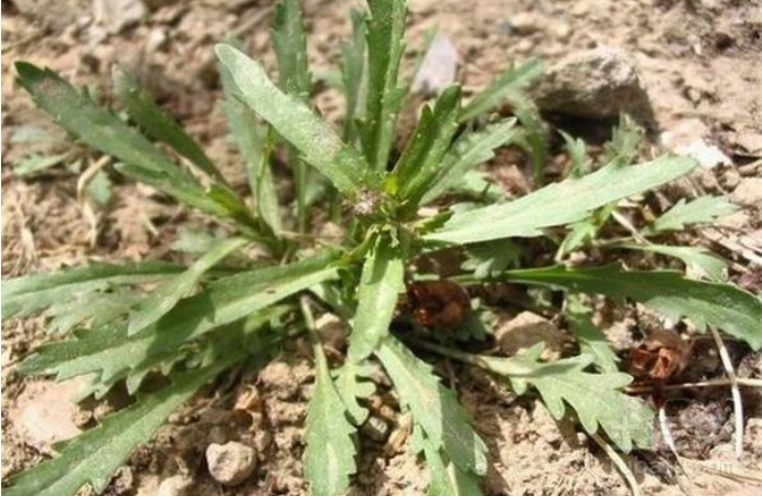 毛大丁草根
