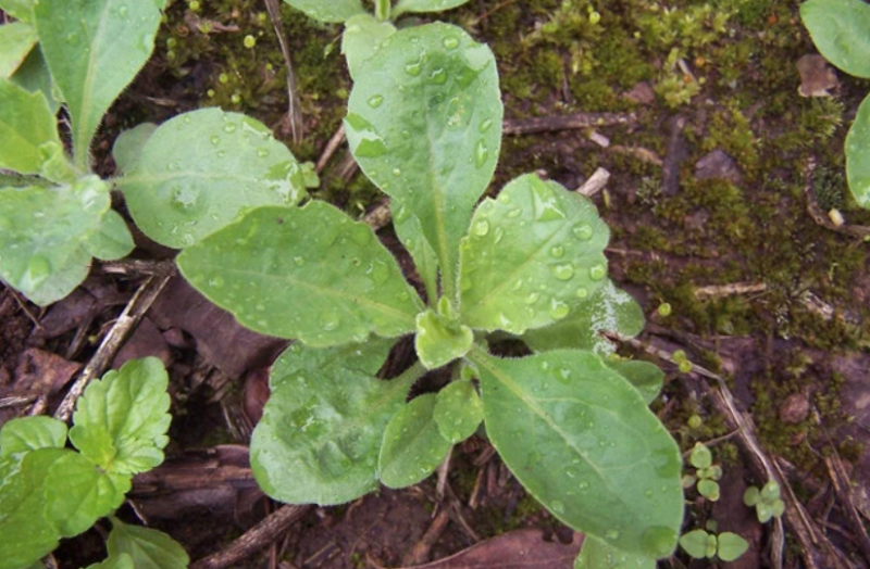 湿疹别称火锅野茼蒿(《广州植物志》),寒风菜(《广西药植名录》).