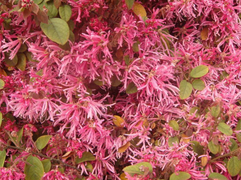檵花根