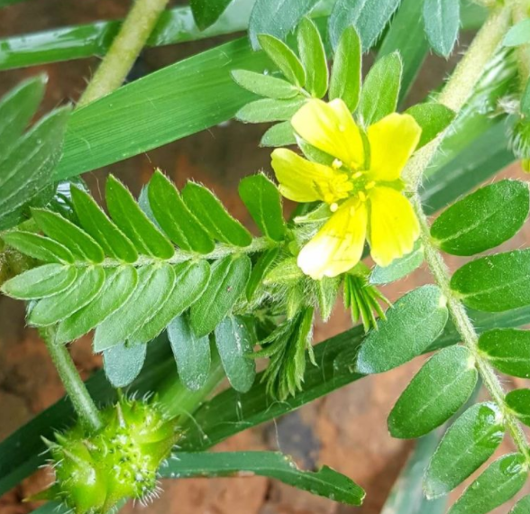 牙周來源於牙齦為蒺藜科綠色植物 蒺藜 的 花 .