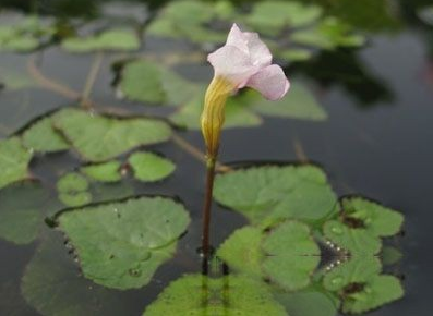 菱茎