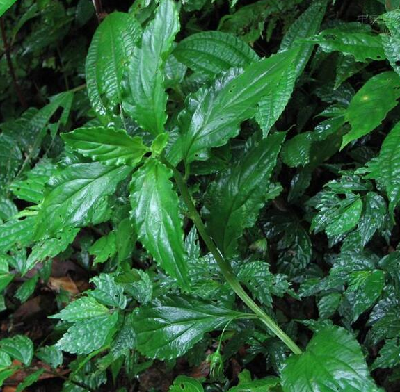 灵香草