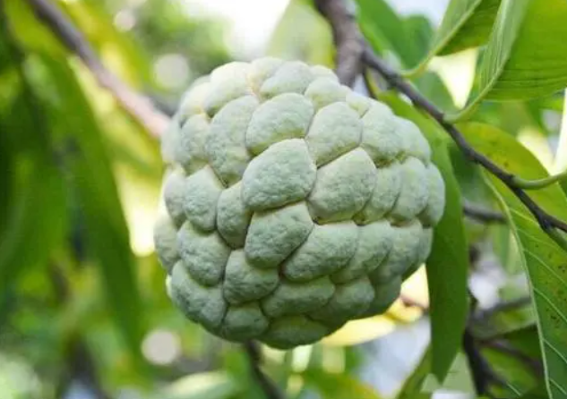林檎