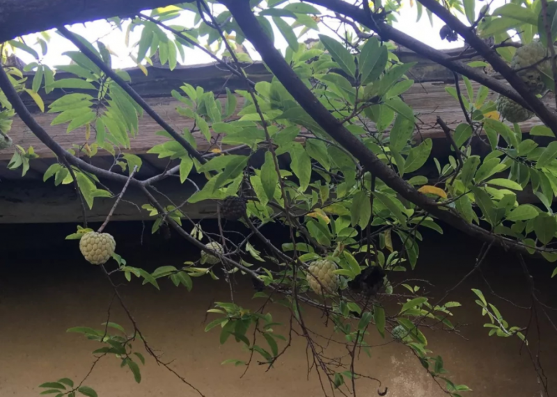 林檎根