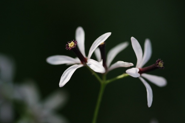 楝花