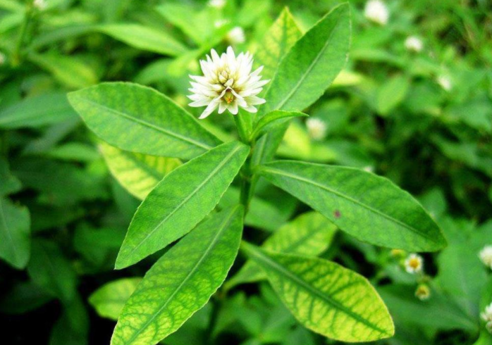 莲子草