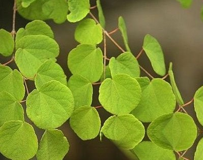 连香树果