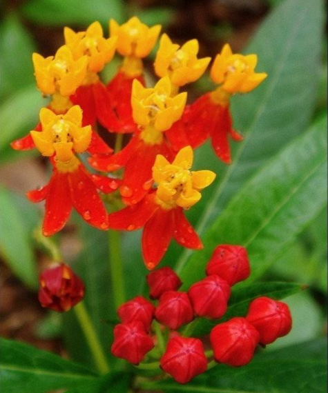 莲生桂子草根