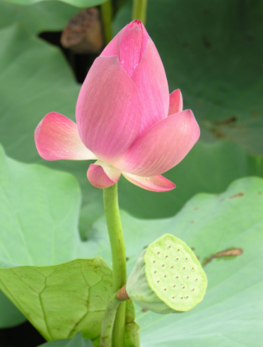 莲衣