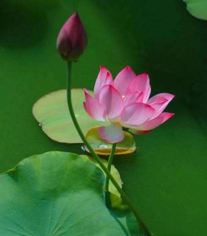 莲花