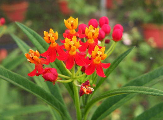 莲生桂子花