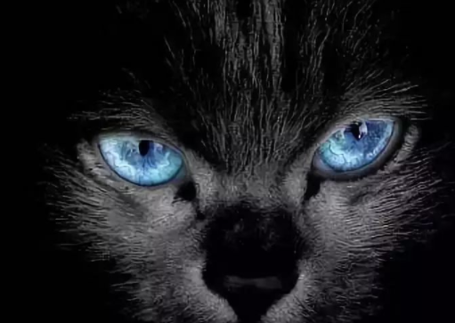 猫眼睛