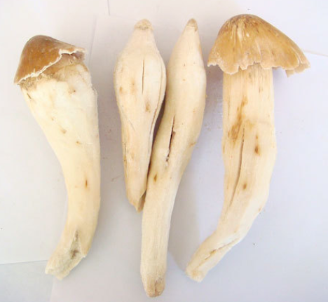 鸡枞