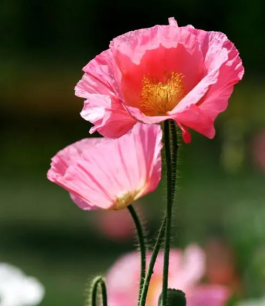 丽春花