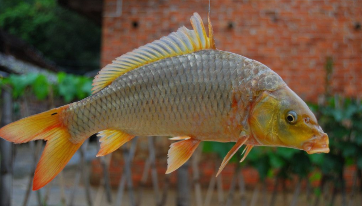 鲤鱼鳞