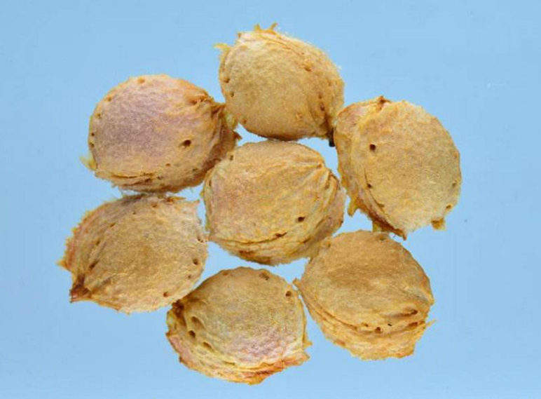 李核仁