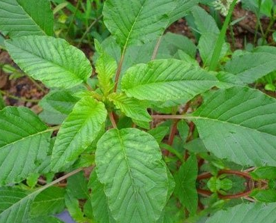 竻苋菜