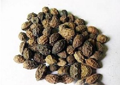 老鸦胆根