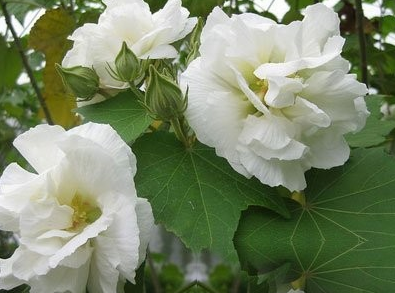 老熊花