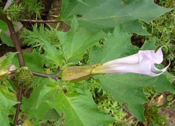曼陀茄根