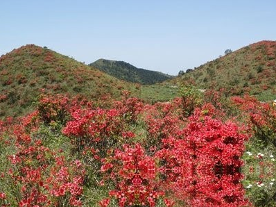满山红根