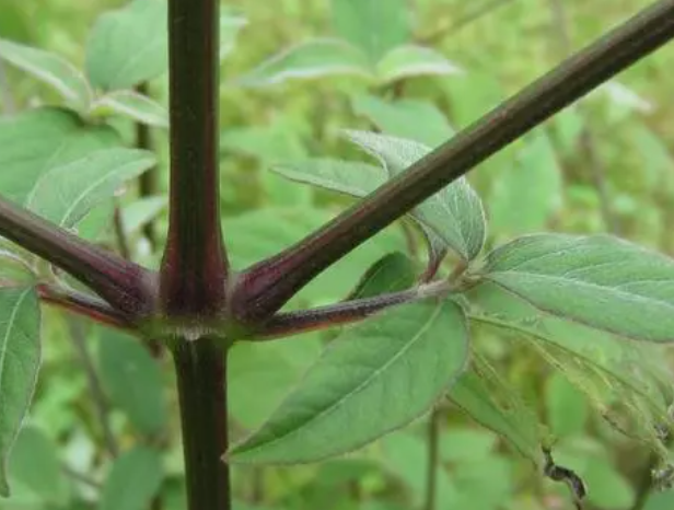 麻牛膝