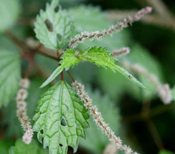 麦麸草