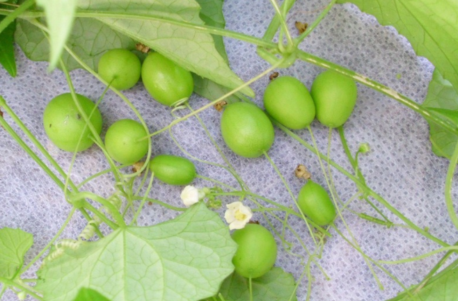 马交儿