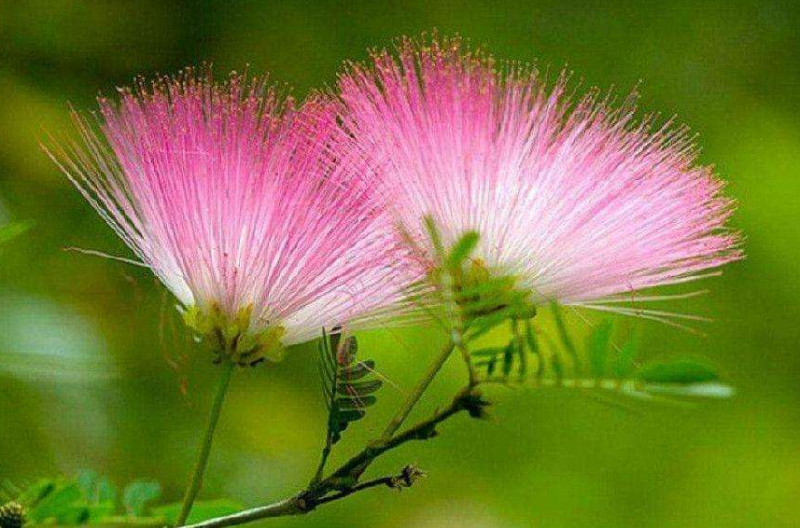 马缨花