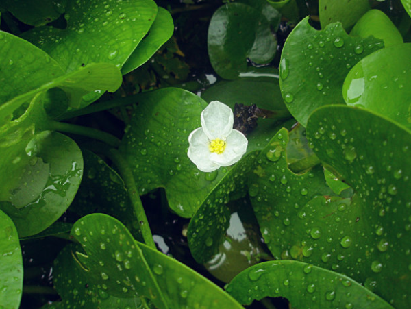 马尿花