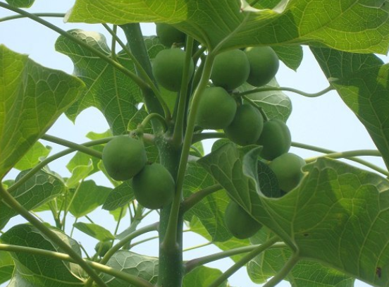 麻风树