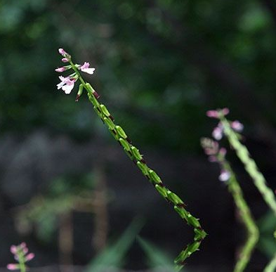 志》),一马光(《陕西植药调查》),一抹光,一扫光,小亚(《贵州草药》)